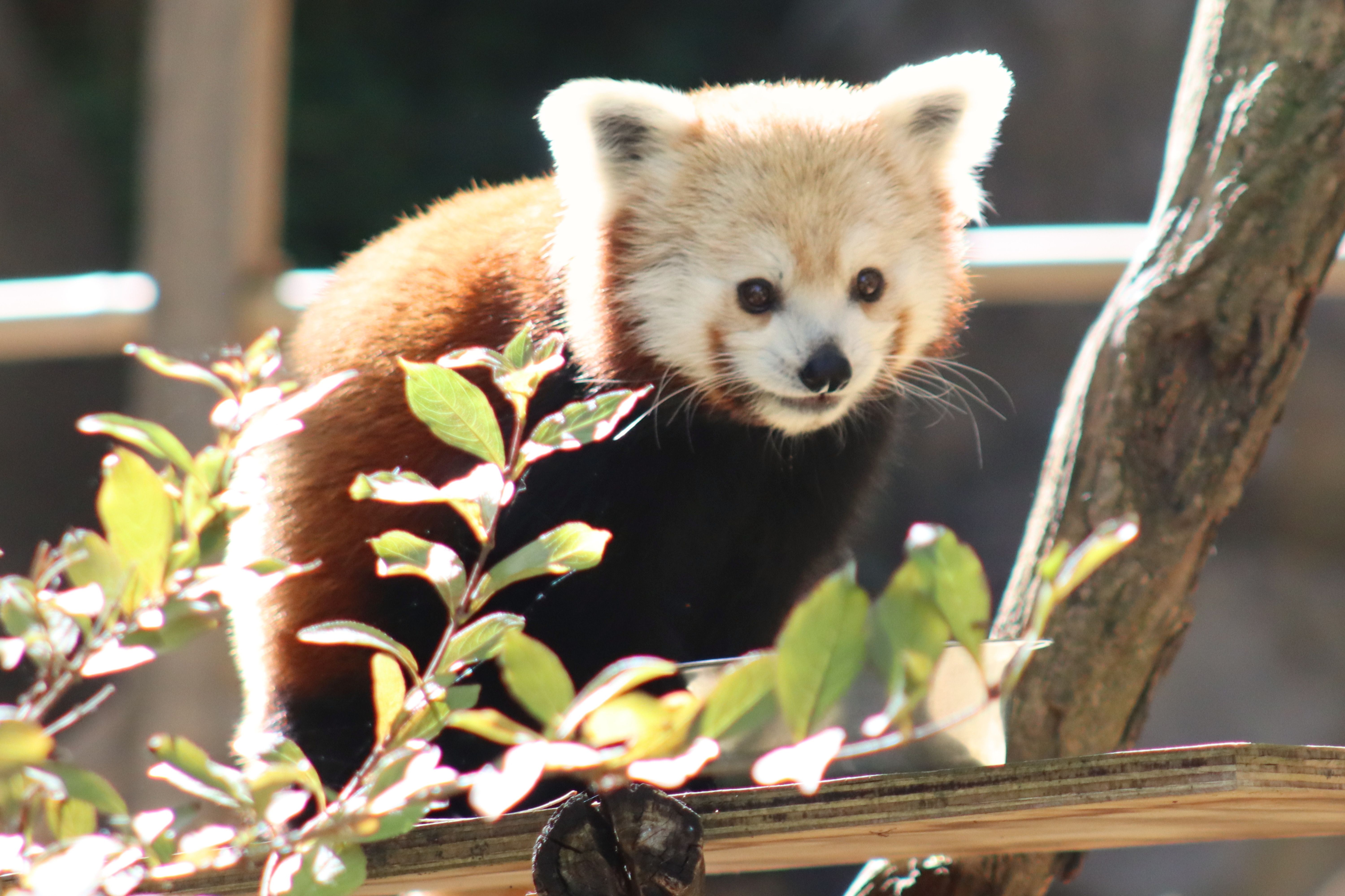 The Smithsonian's National Zoo and Conservation Biology Institute, Washington D.C. |  © Victoria Zelvin, Zelvin Photography
