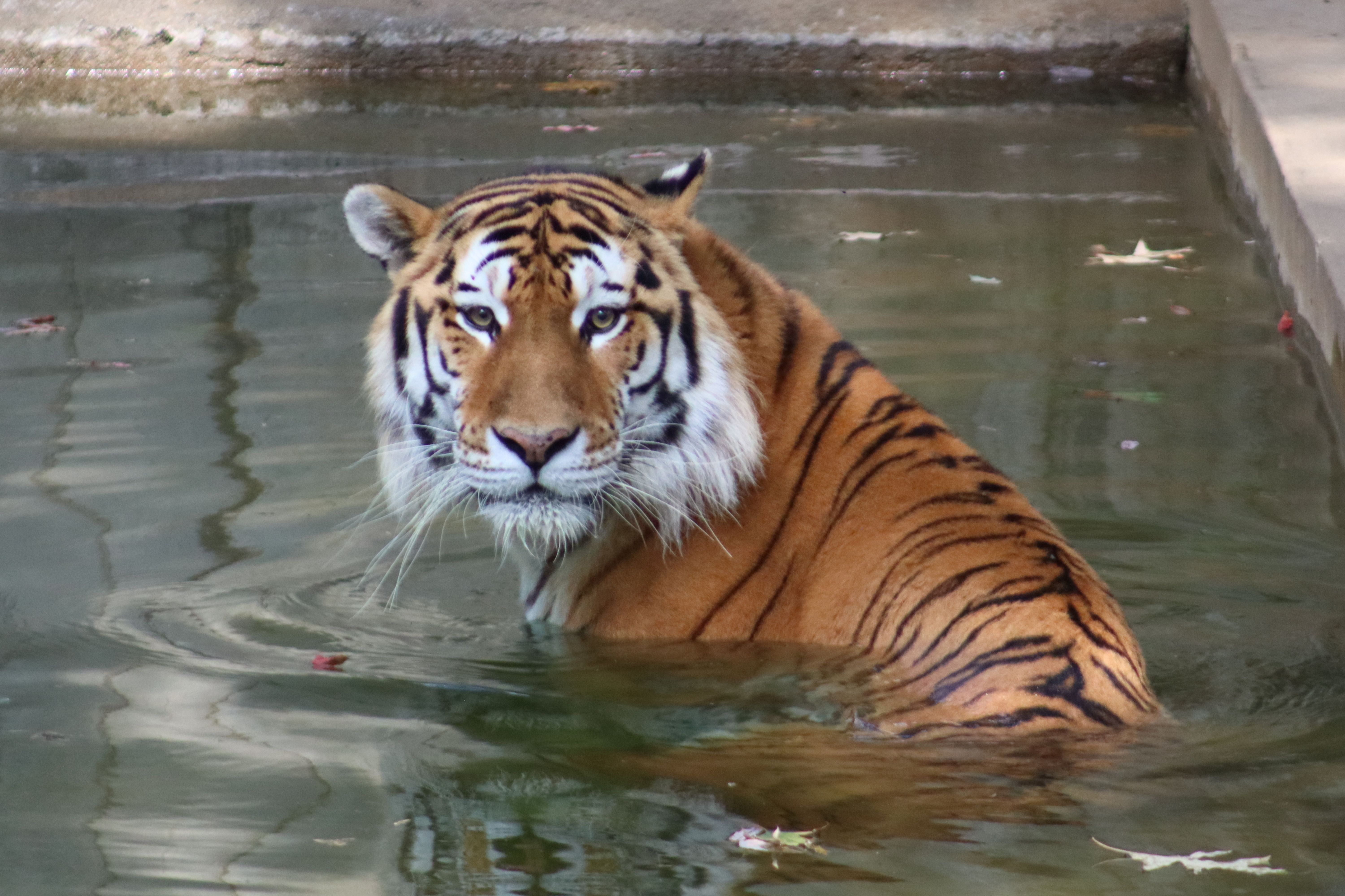 The Smithsonian's National Zoo and Conservation Biology Institute, Washington D.C. |  © Victoria Zelvin, Zelvin Photography