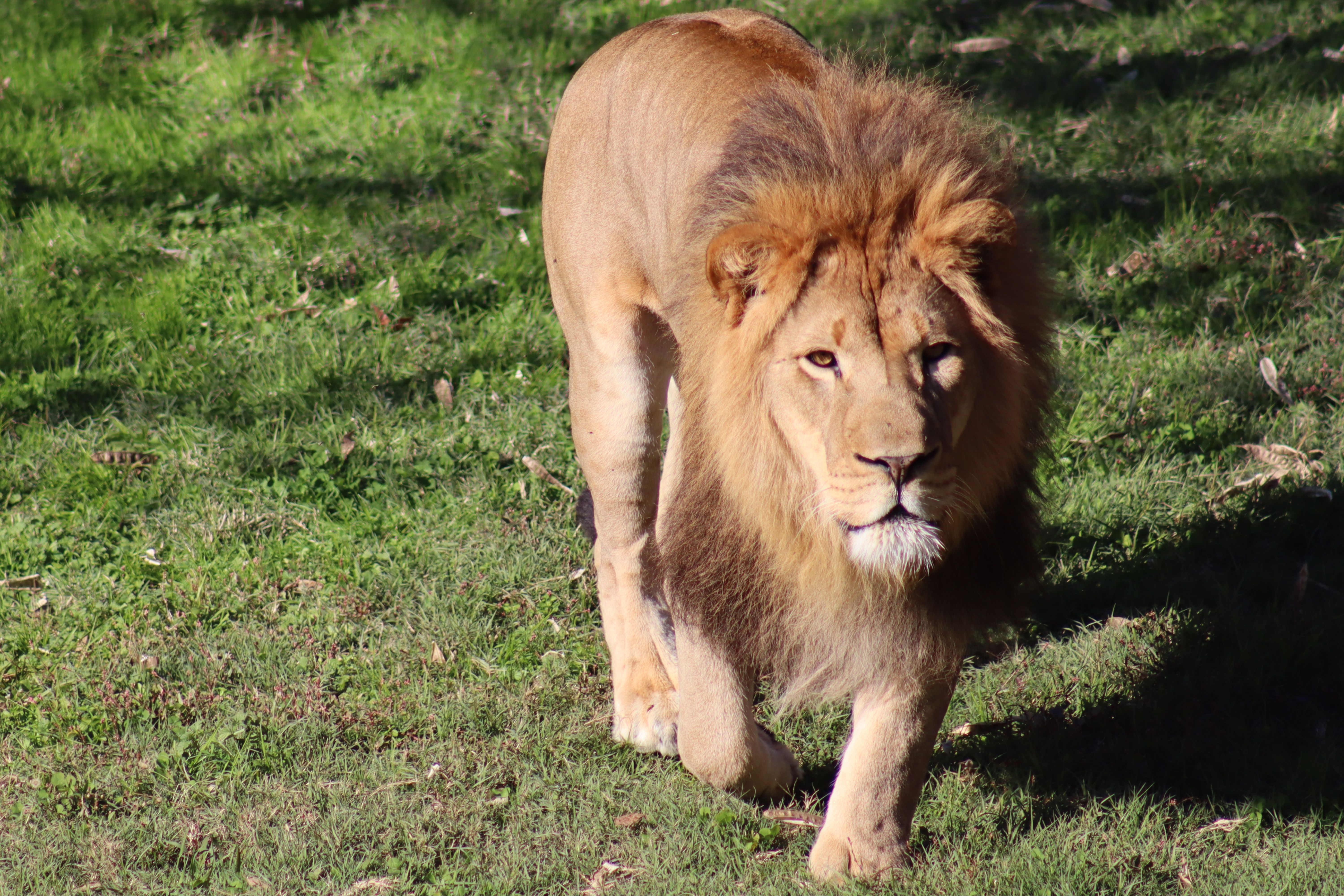 Virginia Zoological Park, Norfolk, VA | © Victoria Zelvin, Zelvin Photography