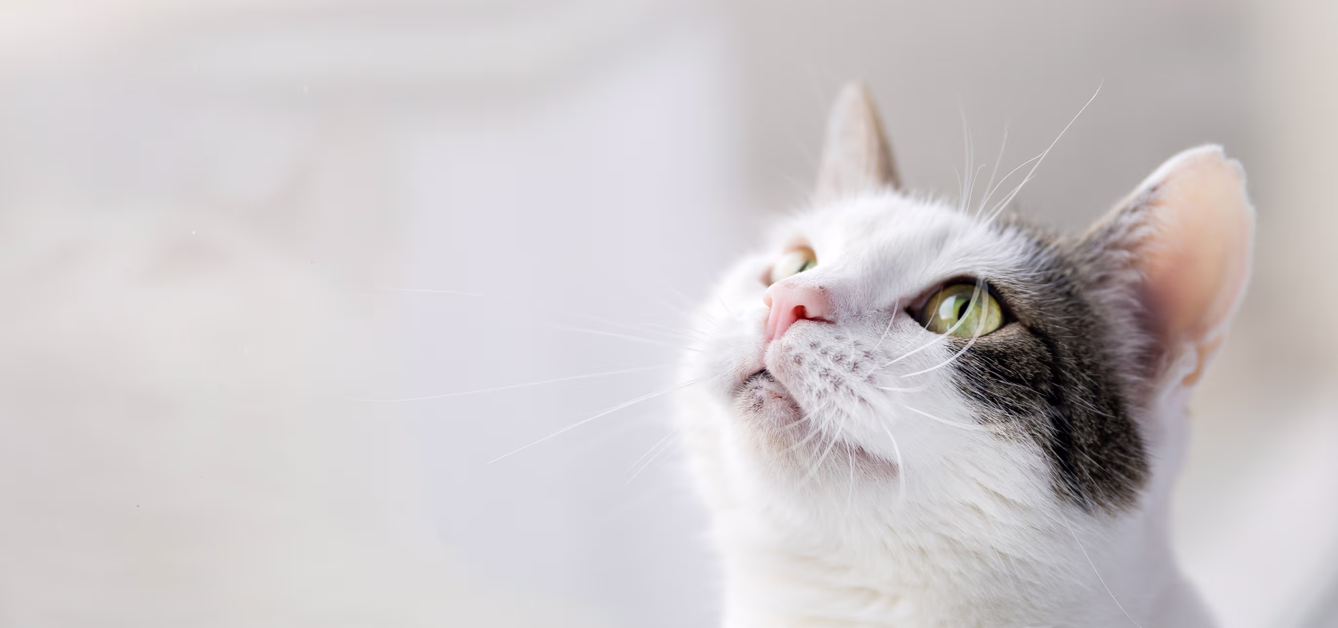 Provet Pay veterinary cat with white and gray fur looking upward
