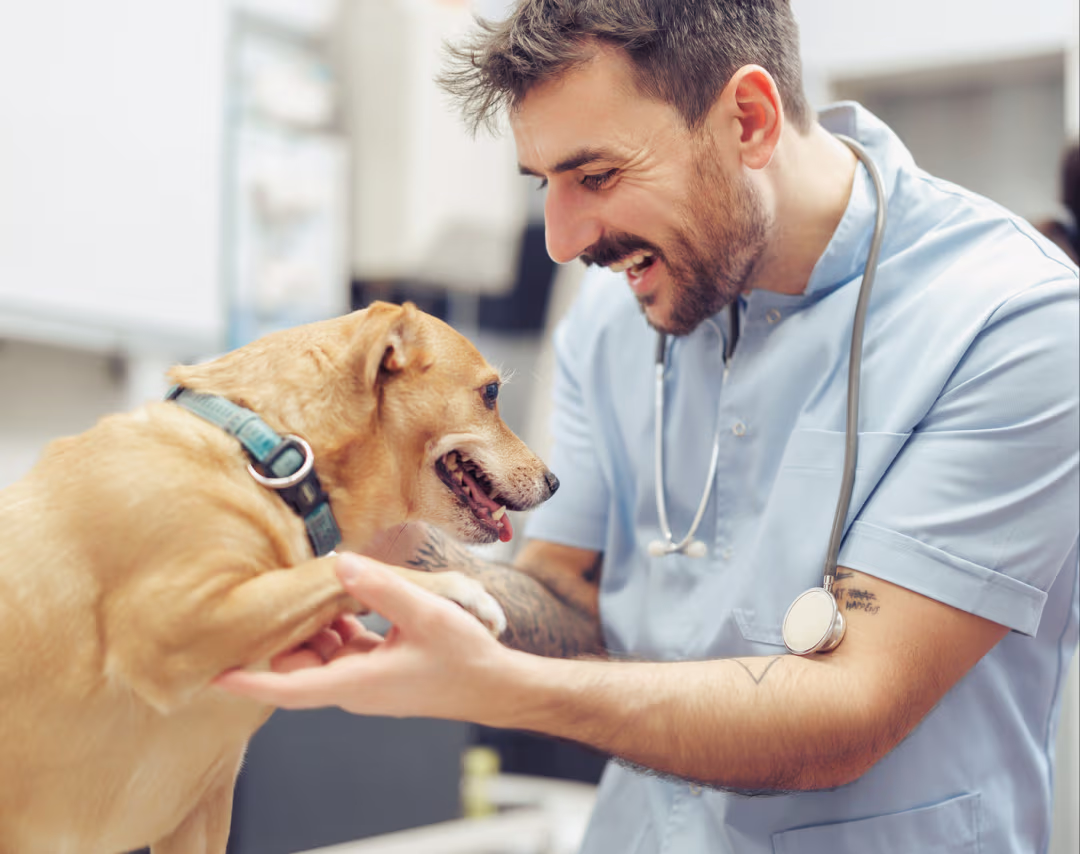 Provet Pay veterinarian examining happy dog during friendly medical checkup