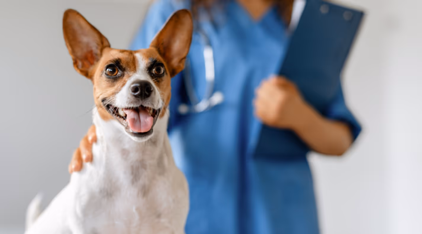 Happy dog with brown and white fur in front of a veterinarian holding a clipboard.