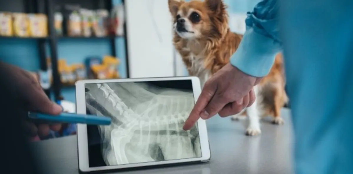 xray
