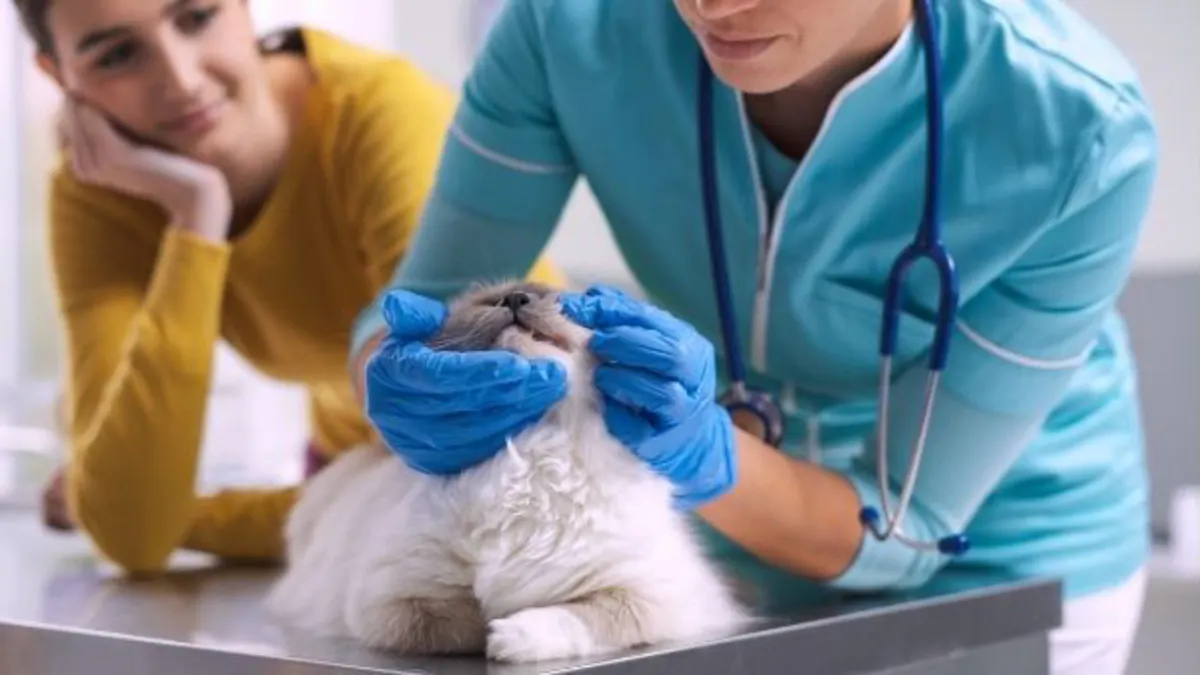 patient_vet
