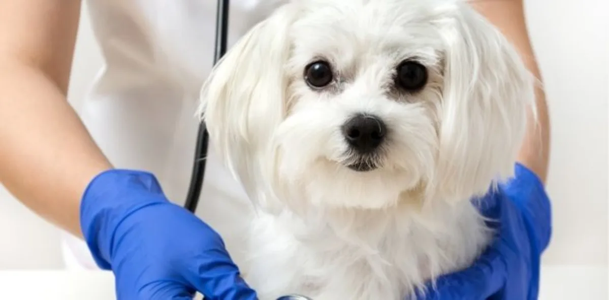 white_dog