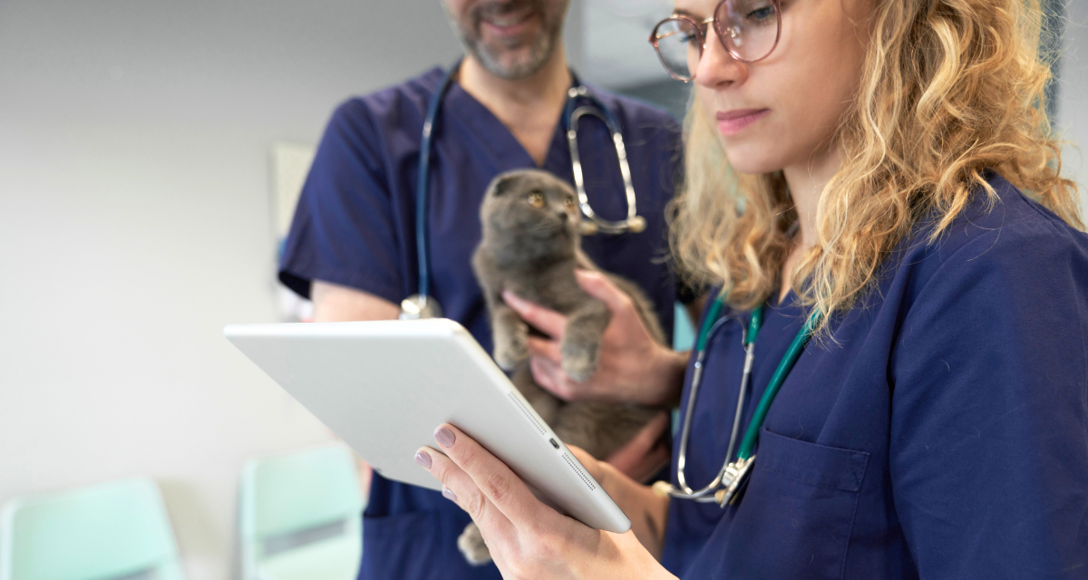 veterinarian treating cat