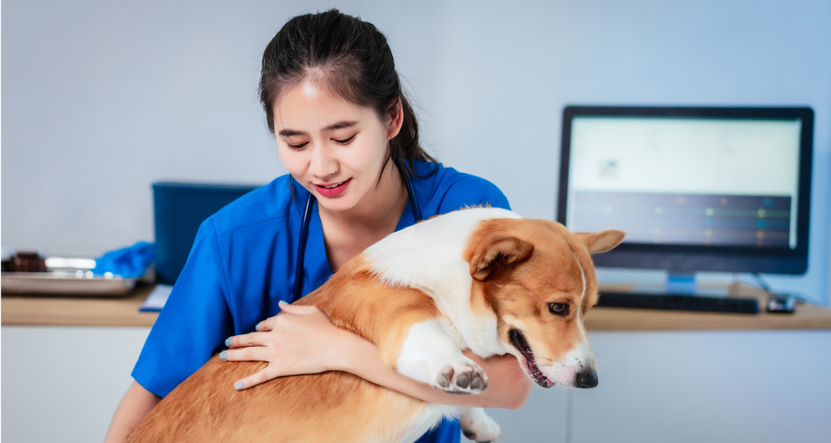 Software de clínica veterinaria: cómo el PMS adecuado mejora el día a día de la práctica