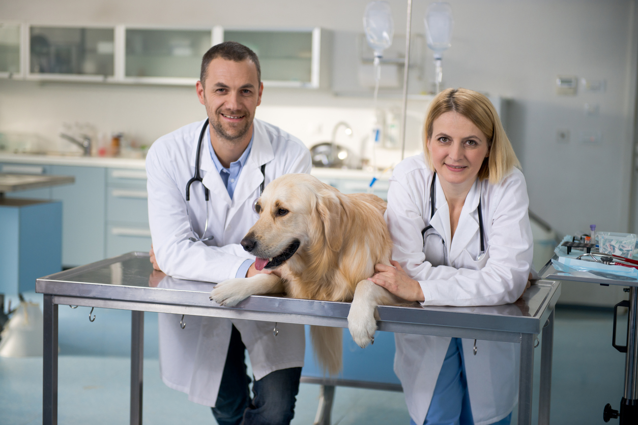 Veterinary Practice Efficiency