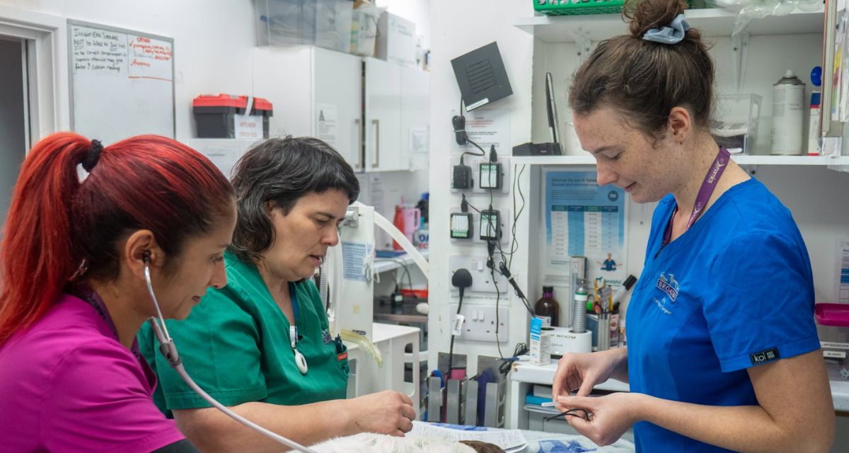 Nurses and veterinarians treating animal
