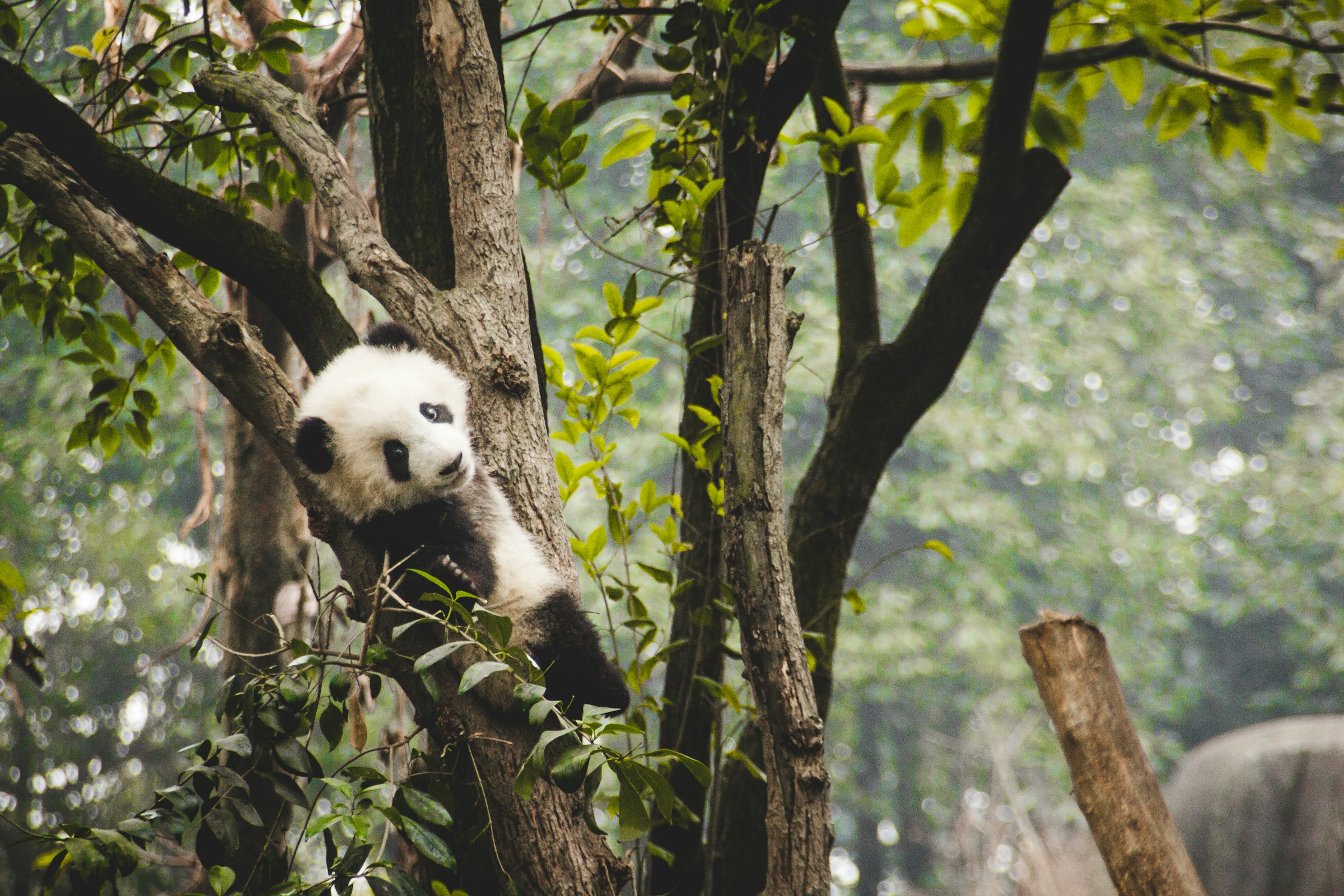 8D School Holiday Chengdu Chongqing Zhangjiajie