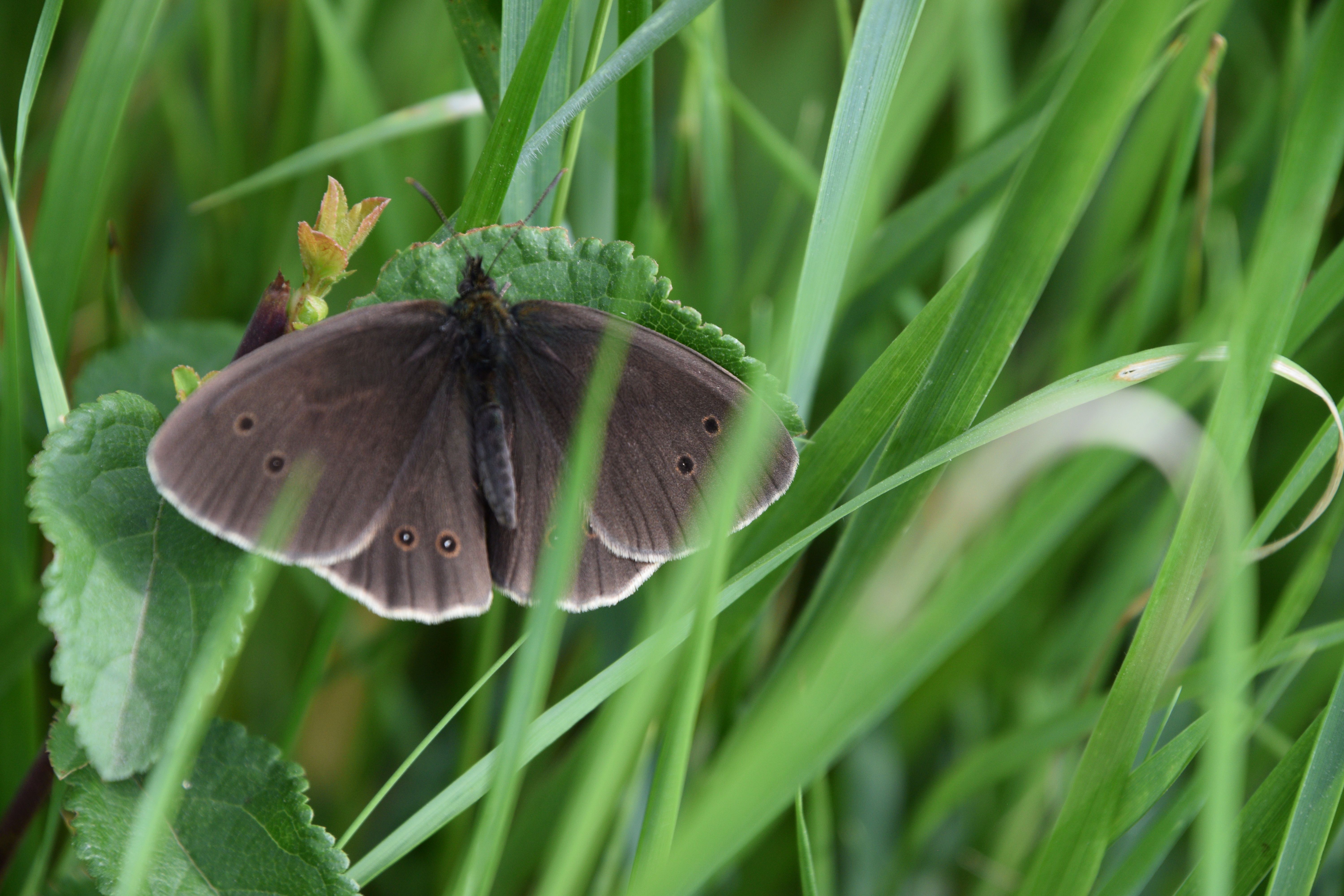 Close up photo of a Ringlet Butterfly resting on a leaf