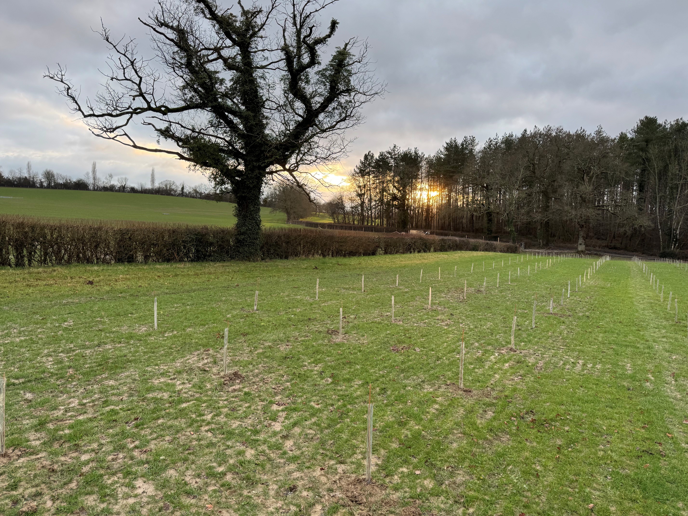 Early planting of orchard trees at Ote Hall on a cloudy day. Background is trees and a sunset.