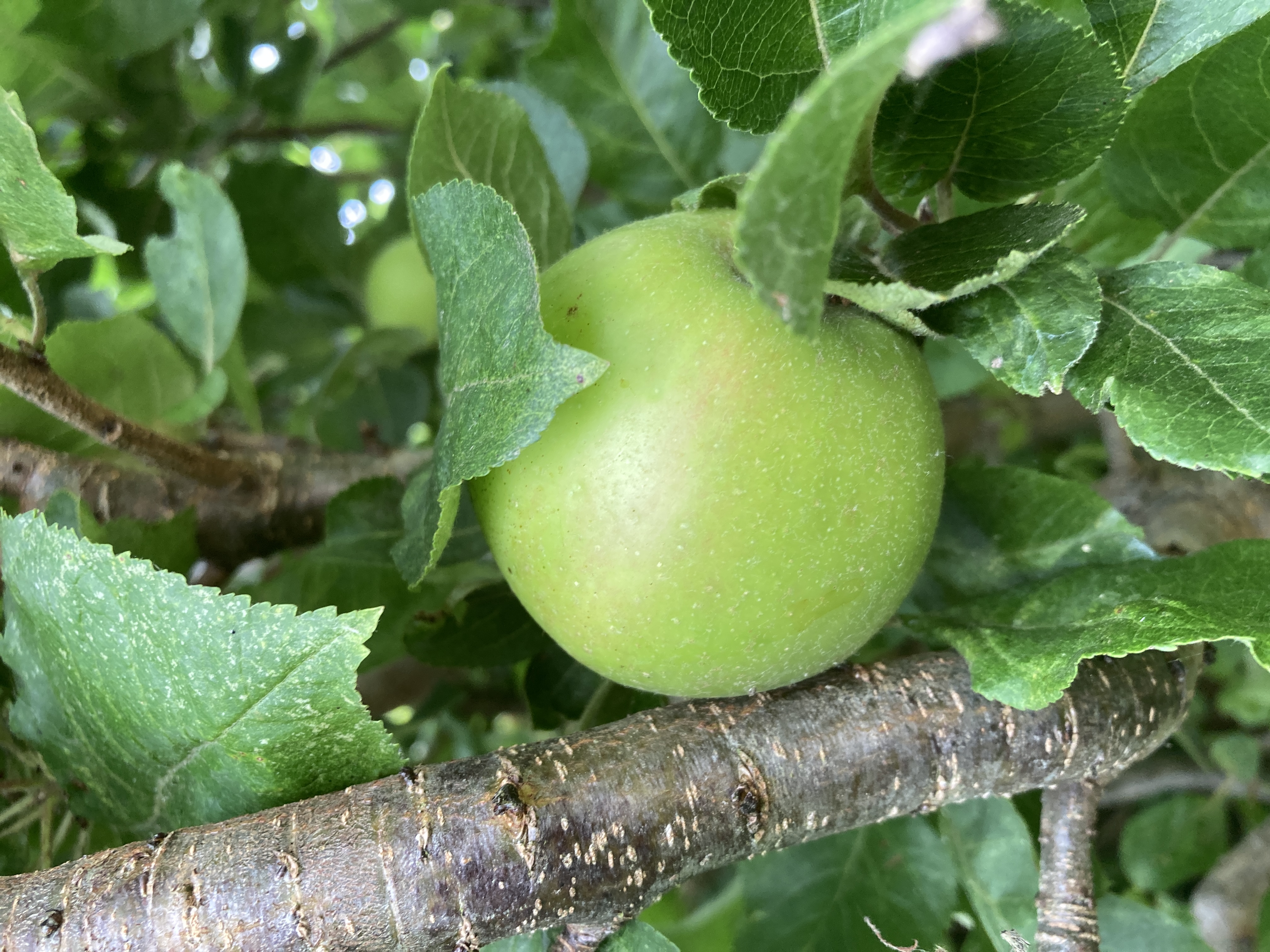 Ripe apple still attached to the tree