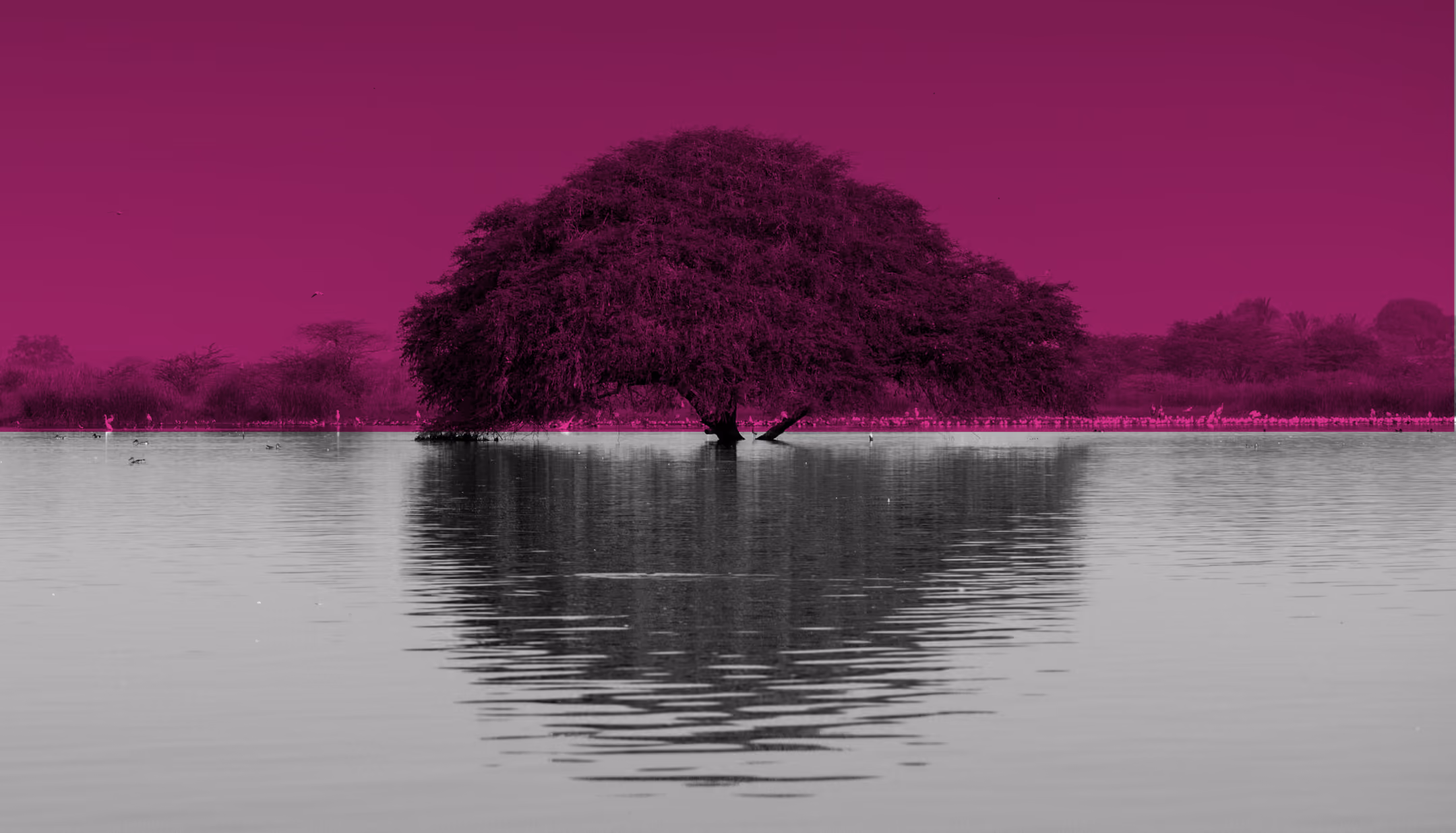 Tree growing in water with its reflection on the surface and a purple sky background.