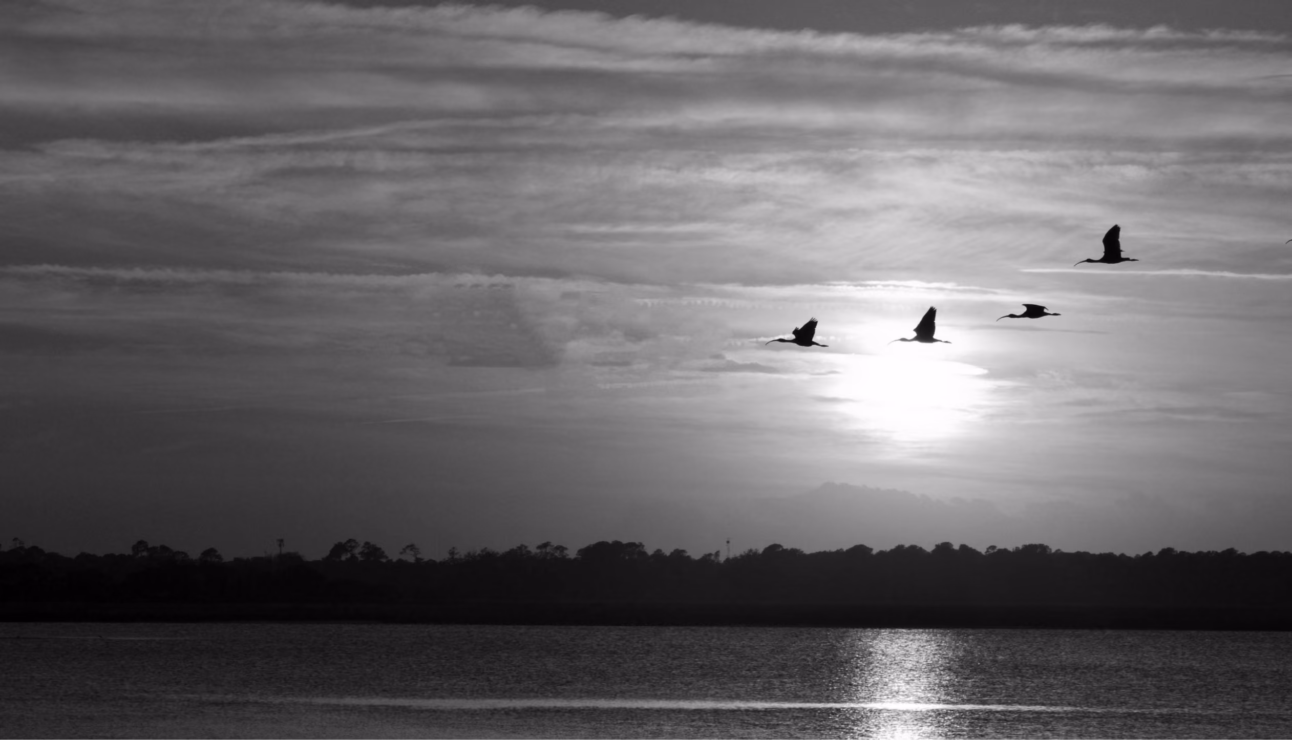 Four birds flying over water at sunset with a tree-lined shore and cloudy sky in the background.