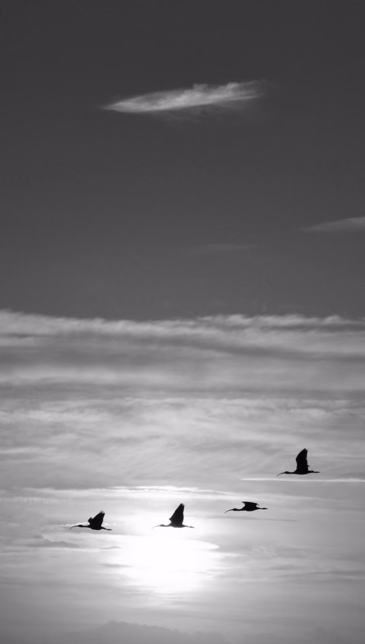 Four birds flying in a line across a cloudy sky with the sun low on the horizon.