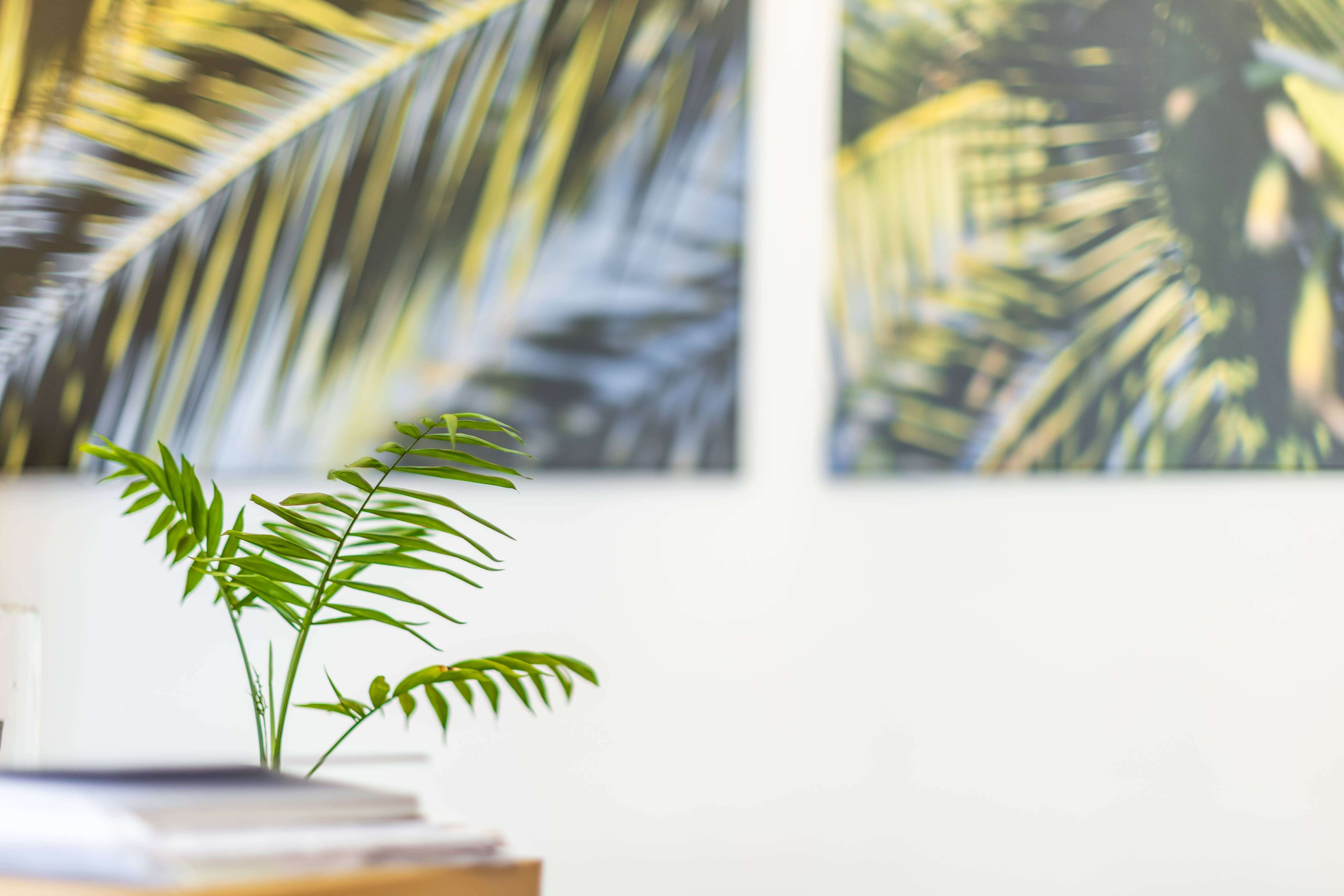 Small green plant with long leaves on a desk with blurred tropical leaf art in the background.