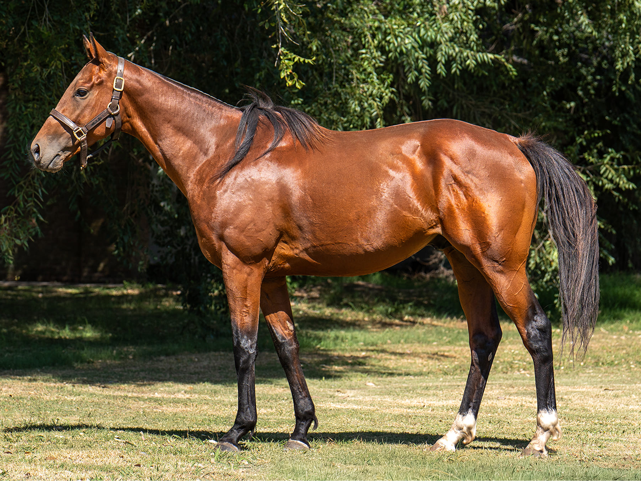 Shamal Wind