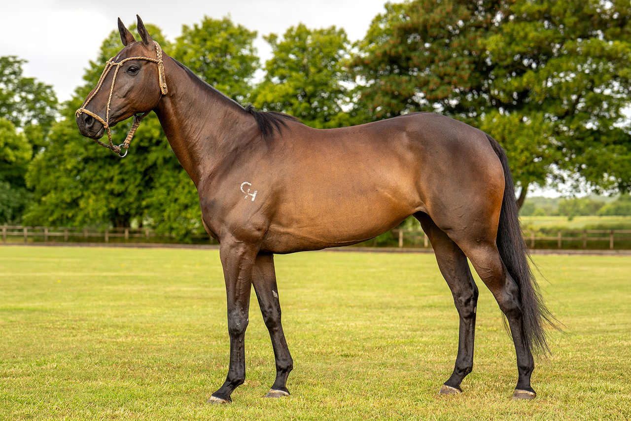 Lovelocks Compete
