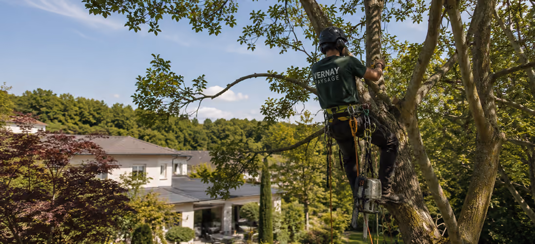 Élagueur de Vernay Paysage réalisant une taille d'arbre dans les Yvelines
