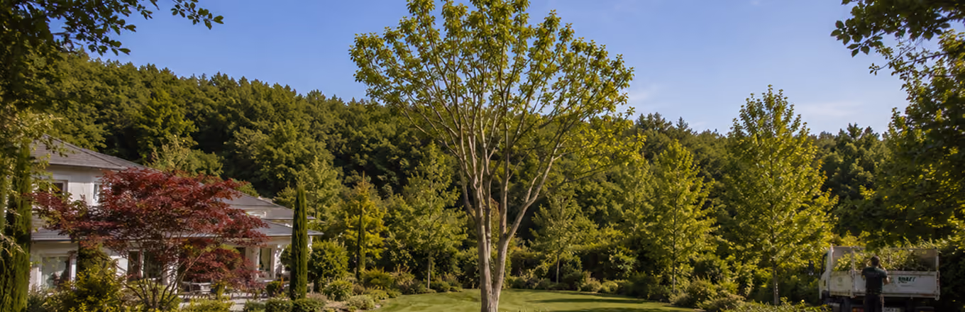 Jardin arboré avant une intervention d'élagage réalisée par les équipes de Vernay Paysage.