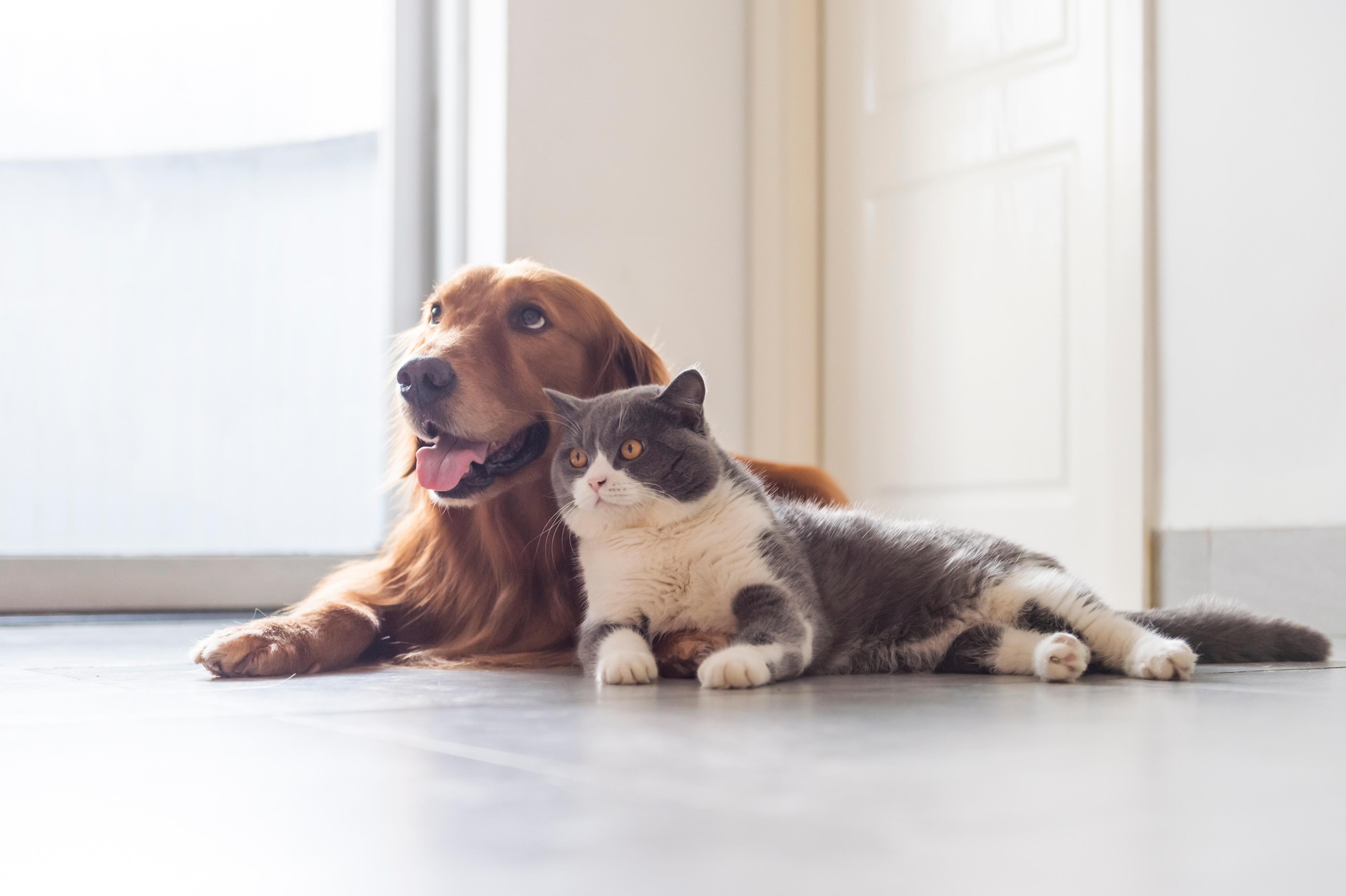 Dog and cat on the floor stock image