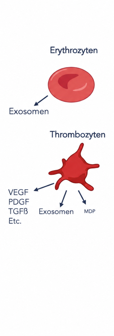 Erythrozyten & Thrombozyten