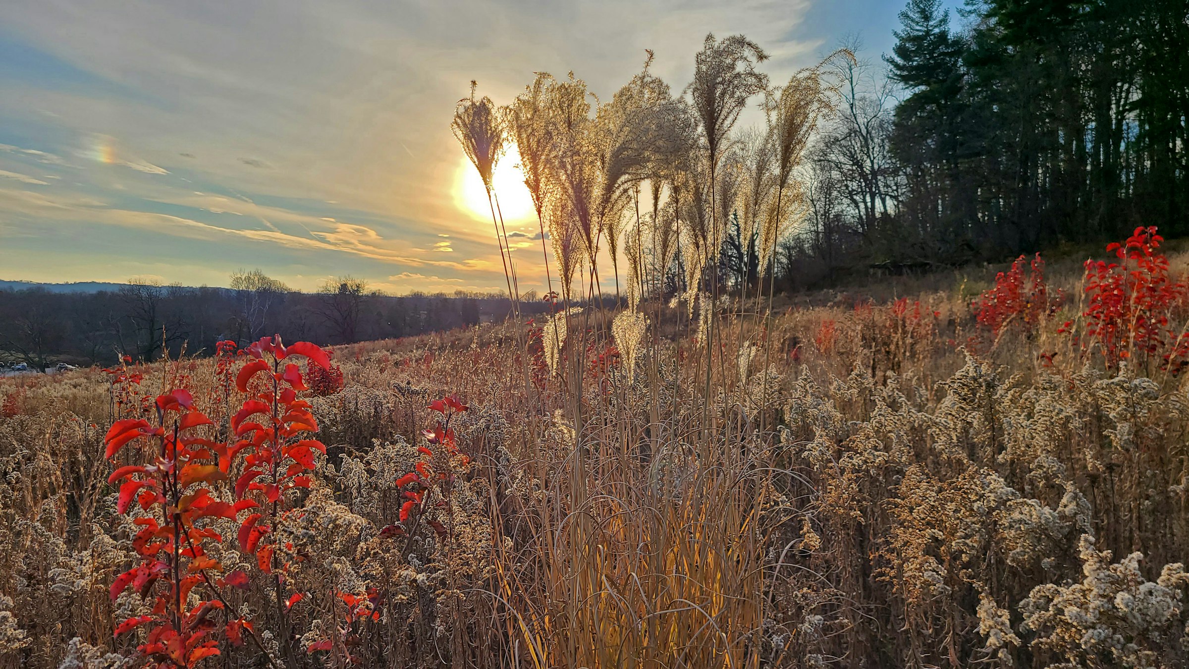 Autumn meadow at Valley Forge on the Main Line near Gladwyne