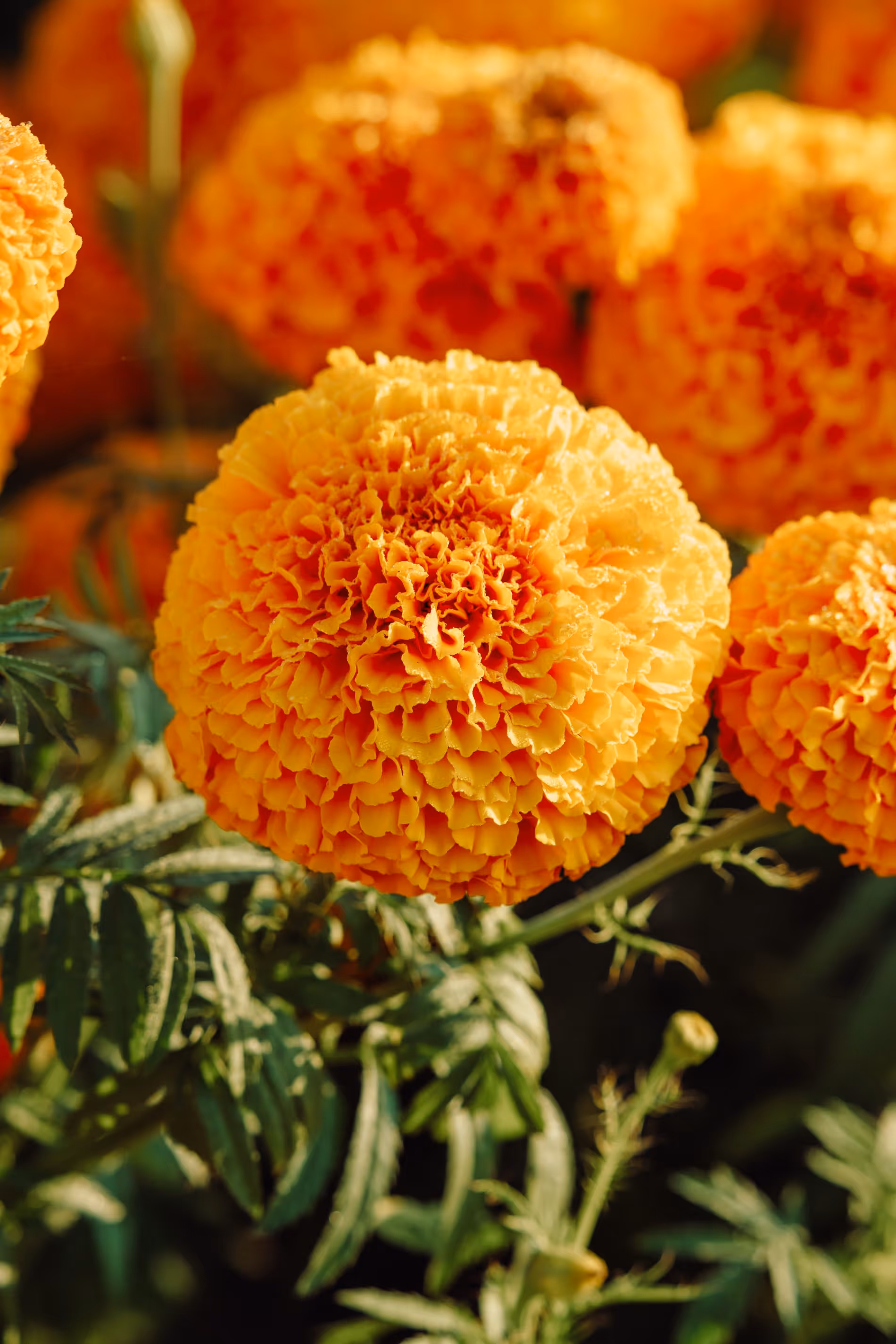 caption:Marigolds