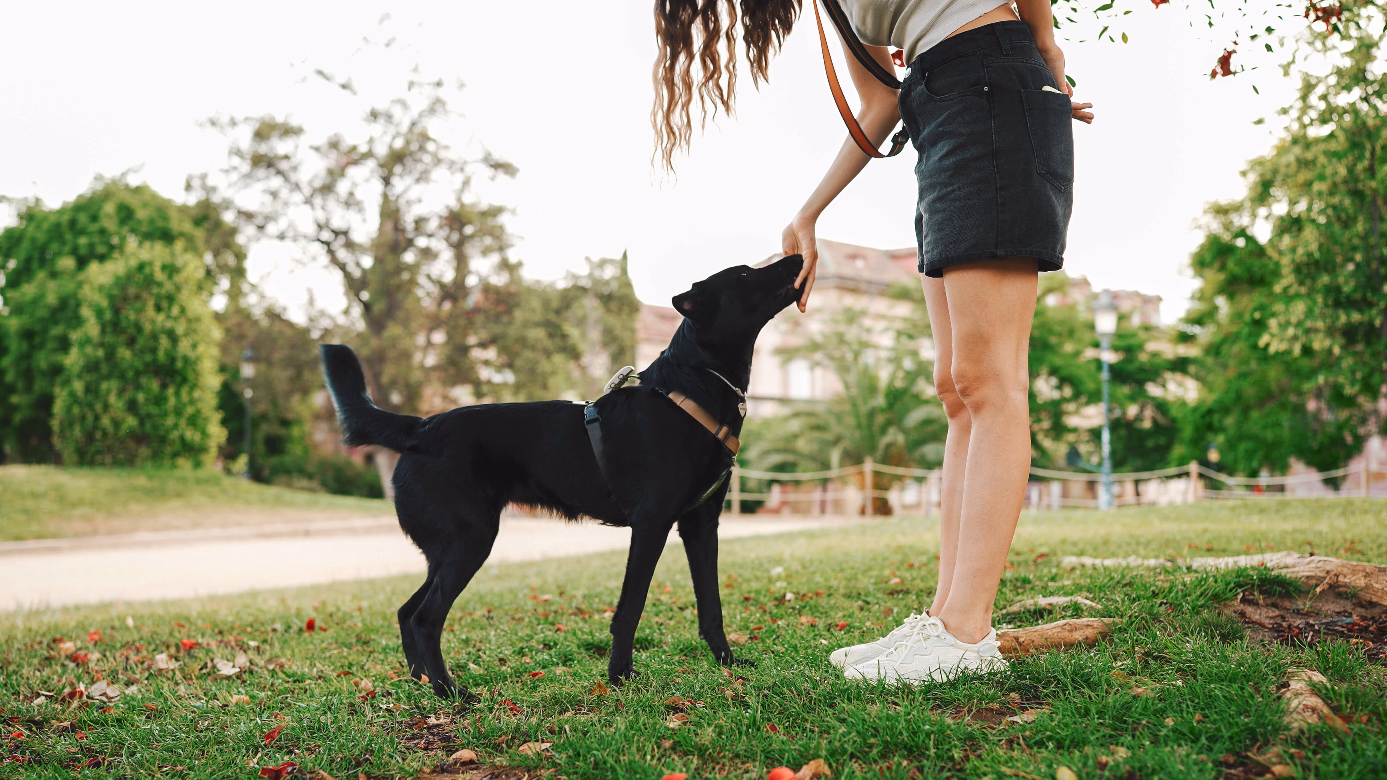 woman walking dog in park near waterfront apartments
