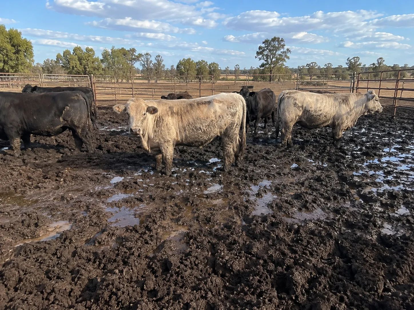Feedlot pen with wet manure build-up before a yard clean in rural Queensland.