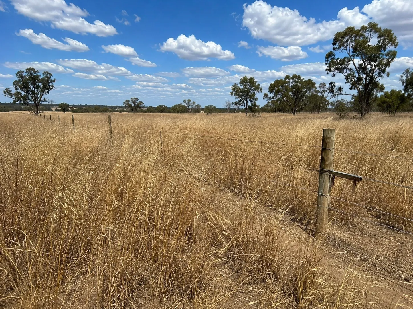 Dry grass fuel load along a fence line before a fire break is cut in rural Queensland.