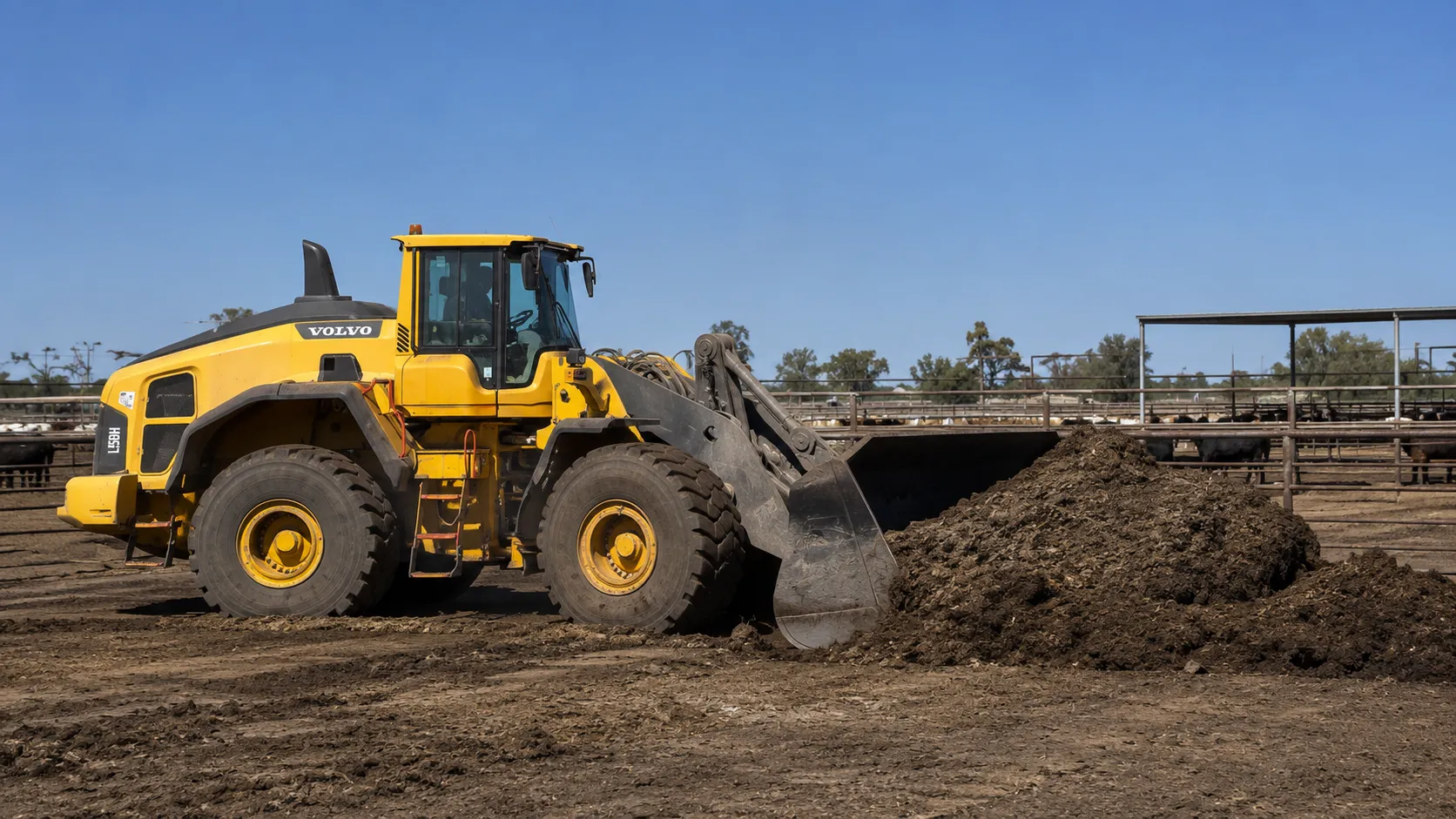 Volvo L150H clearing a manure mound during a feedlot yard clean in rural Queensland.