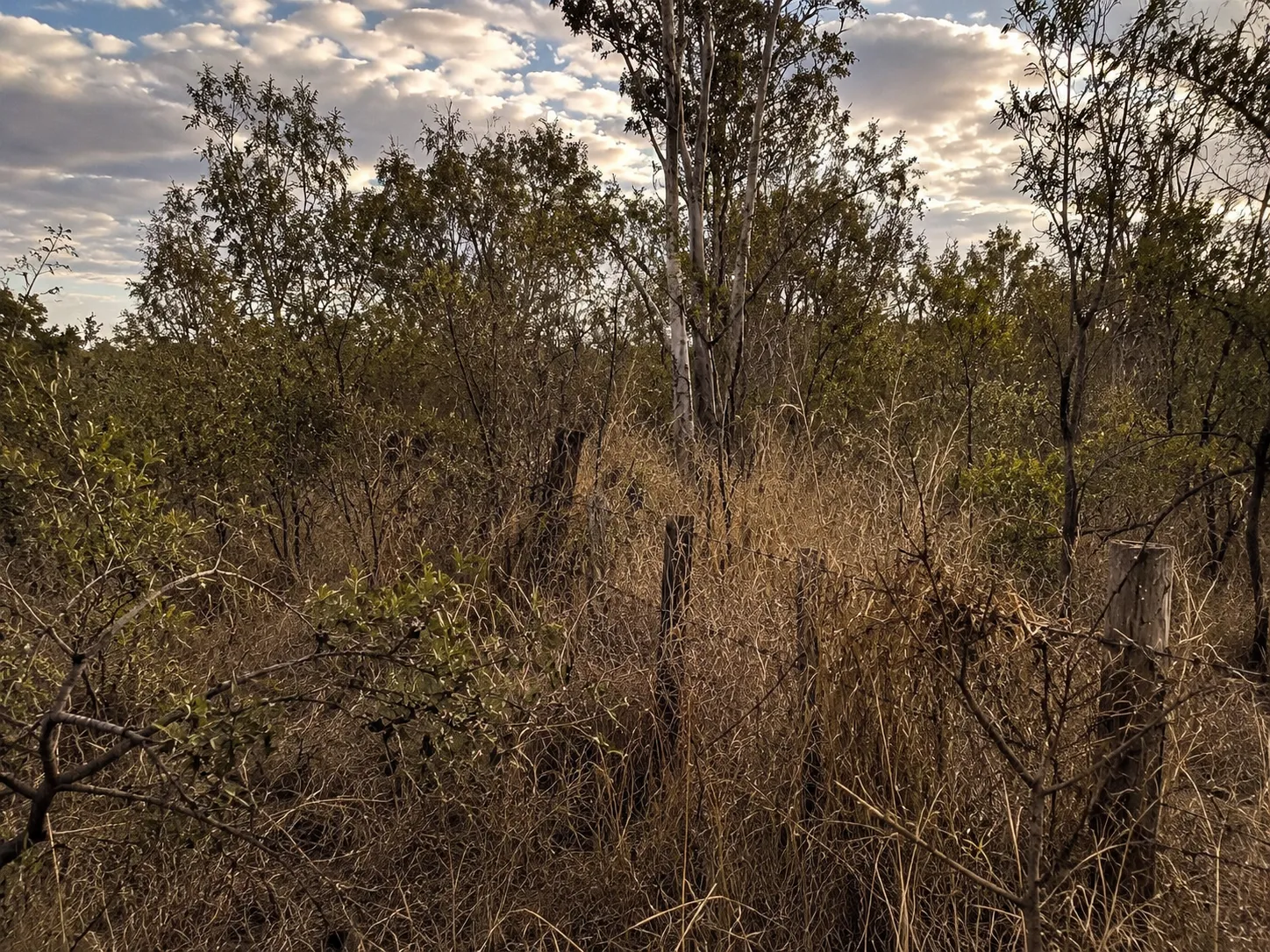 Boundary fence line overgrown with scrub before clearing in rural Queensland.