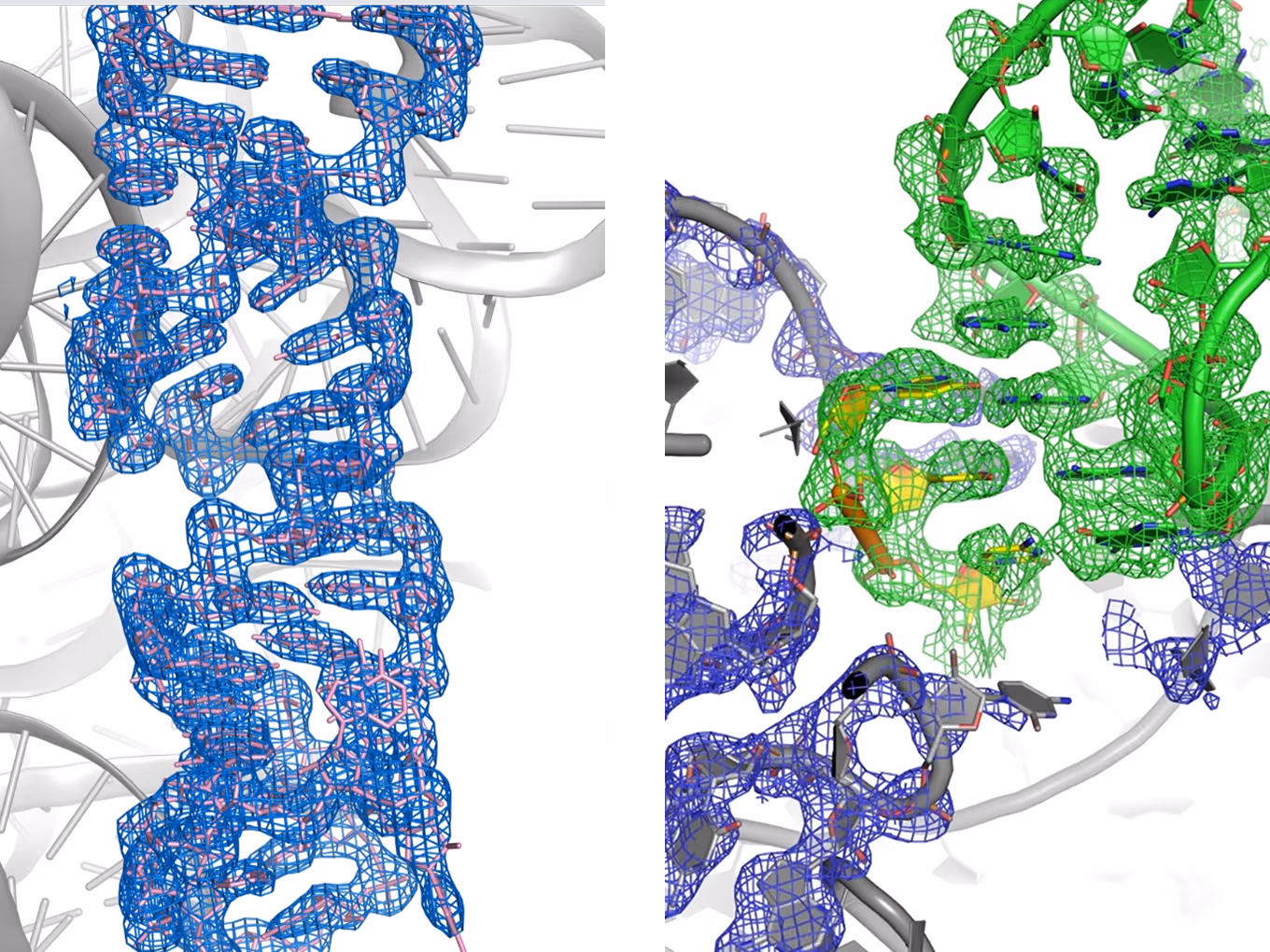 Side-by-side structural representations of nucleic acid molecules with colored electron density maps showing molecular conformations.