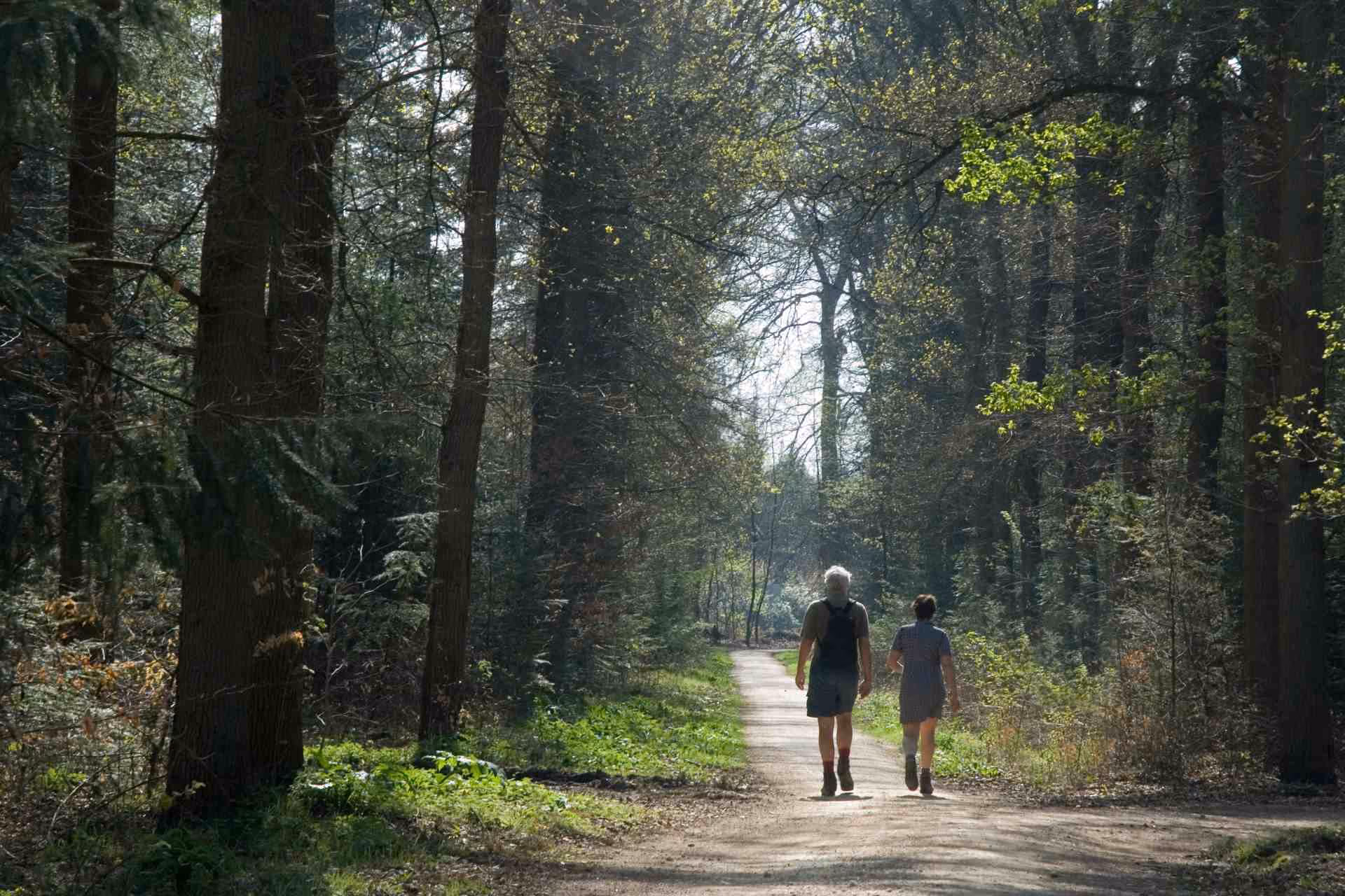 People walking in forest