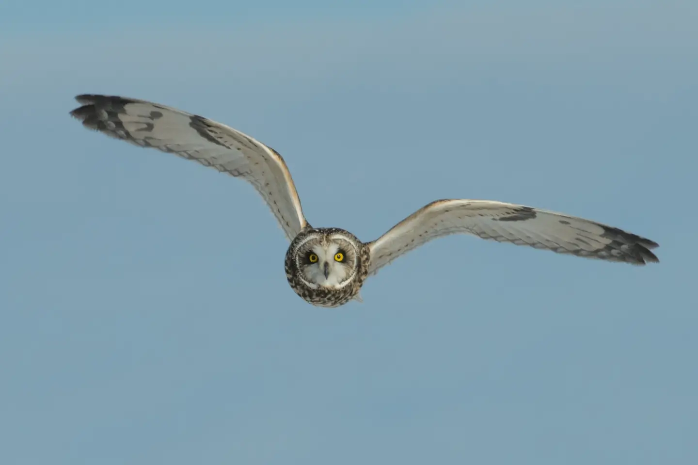 A photo of an owl in flight with a piercing stare to represent the importance of having laser sharp visibility in procurement.