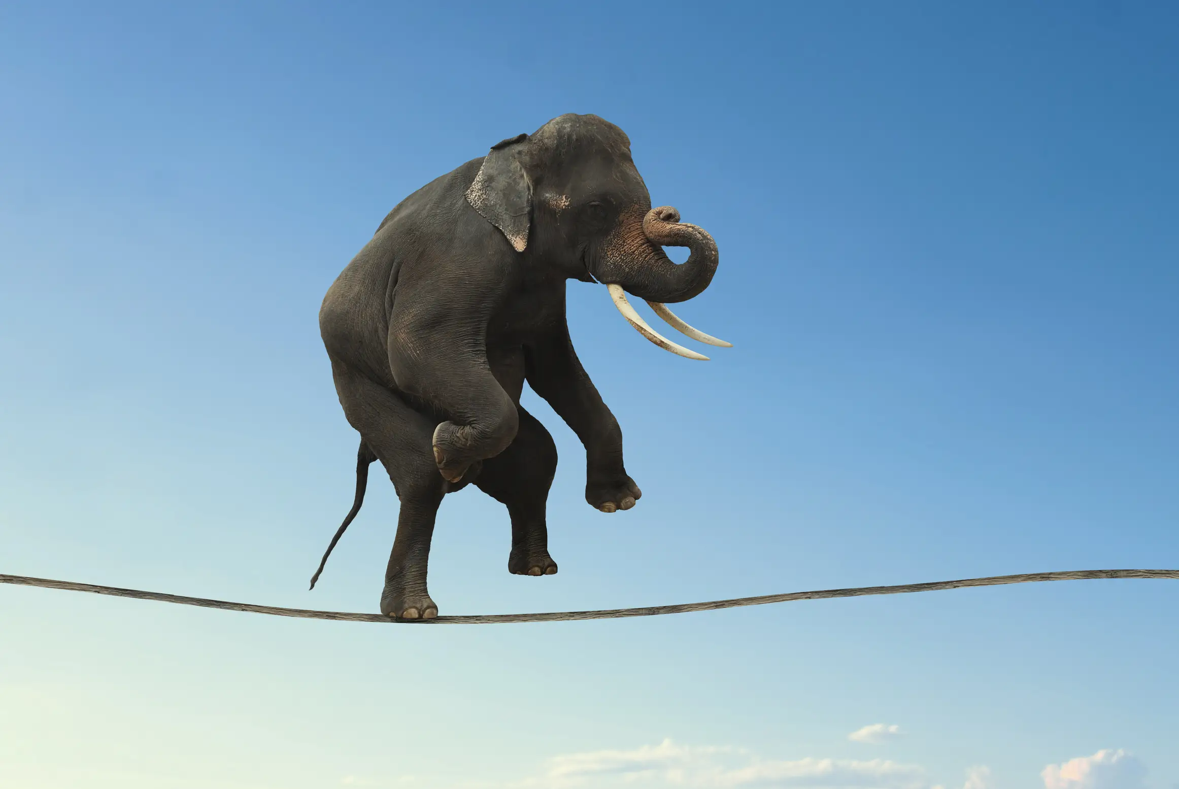 An elephant tightrope walking to represent the increasingly agile approach needed for successful category management.