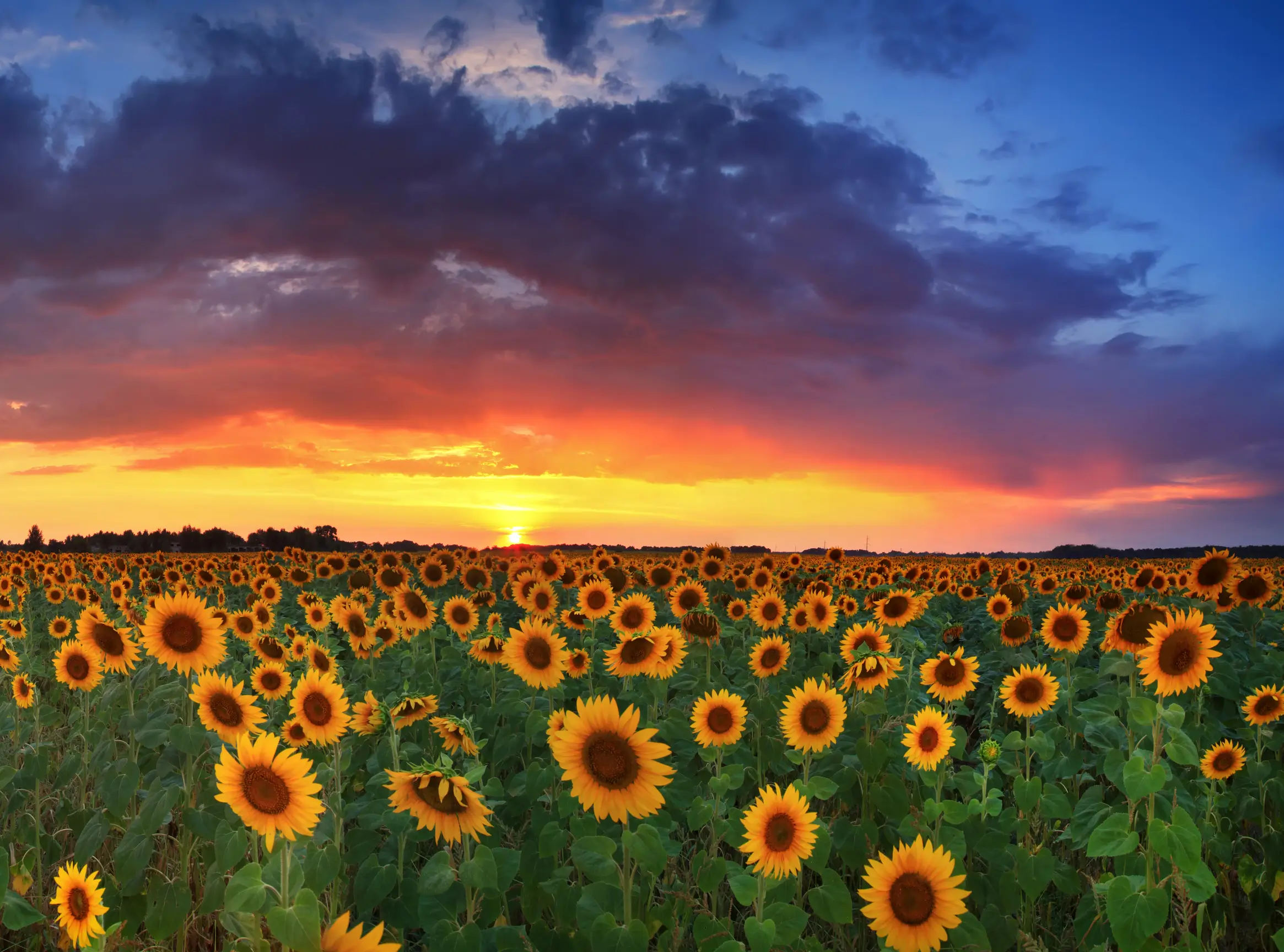 A field of sunflowers at sunset to represent Ukraine and Russia's production of most of the worlds sunflower seed oil.