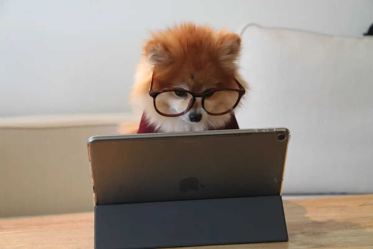 A dog with glasses studying on a computer learning tips about the 3-way match in procurement.