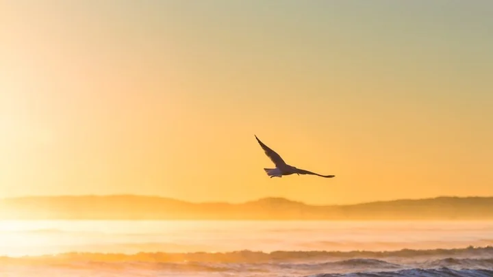 A seagull glides over the ocean at golden sunrise for the Women's Fall Retreat.