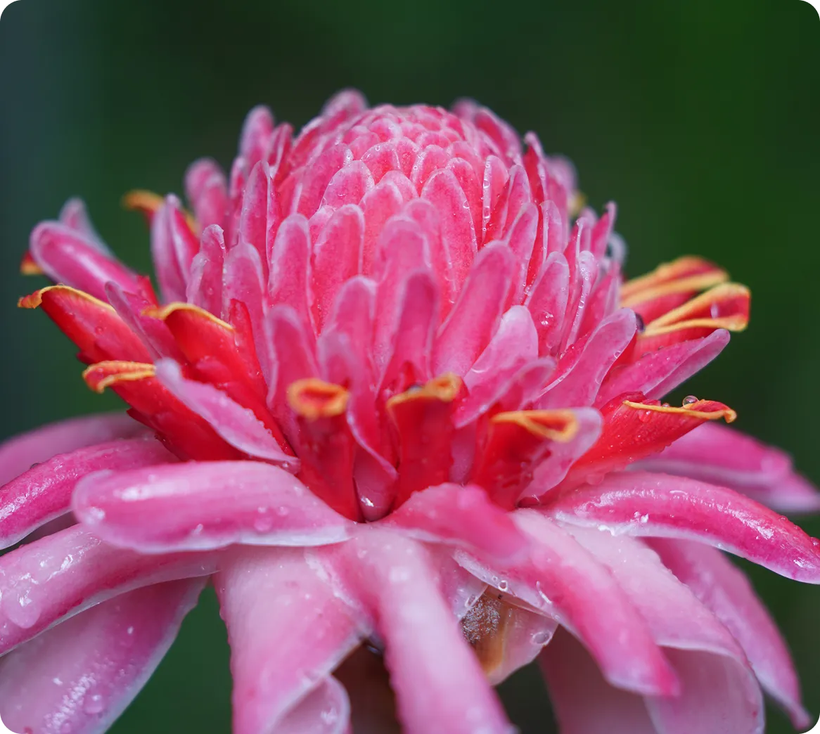 Fleur rose vif avec de longues pétales incurvées et des gouttes d'eau sur un fond vert flou.