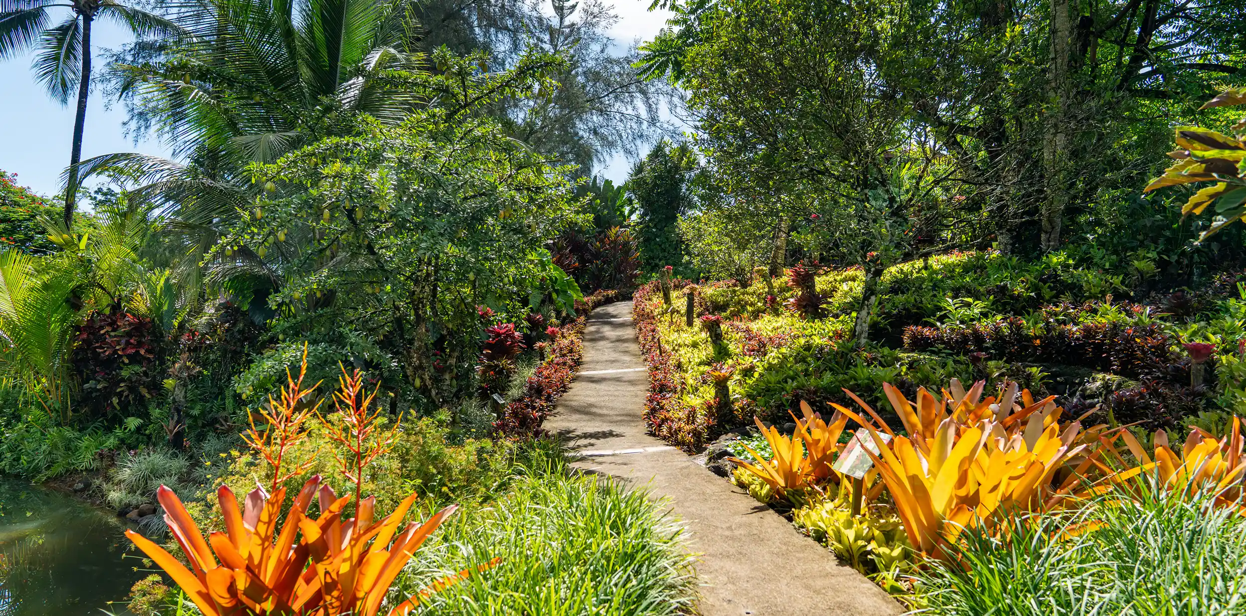 Allée pavée bordée de plantes tropicales avec des feuilles orange vif et des arbres luxuriants sous un ciel bleu clair.