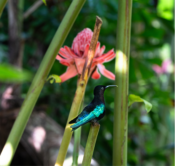 Un colibri noir avec des plumes bleu-vert perchée sur une branche entre des tiges vertes, avec une fleur rose floue en arrière-plan.