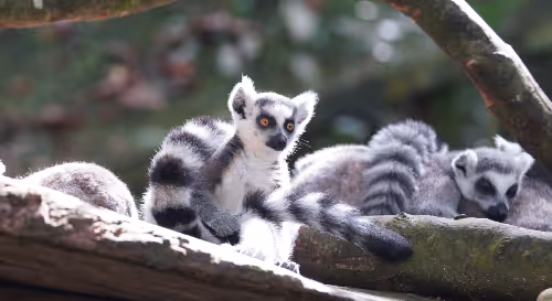 Trois lémuriens catta allongés et assis sur des branches d'arbre dans un environnement naturel.