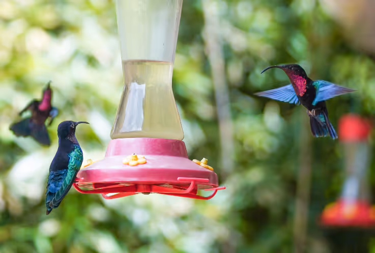 Trois colibris colorés autour d'un abreuvoir rouge dans un jardin flou.