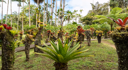 Broméliacées au jardin de Balata