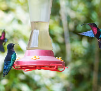 Colibris qui butinent dans les pots à côté de la maison créole