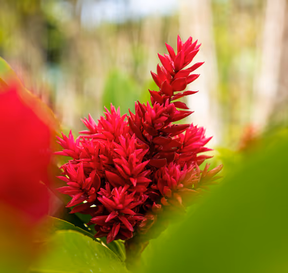 Heliconia double au jardin de Balata