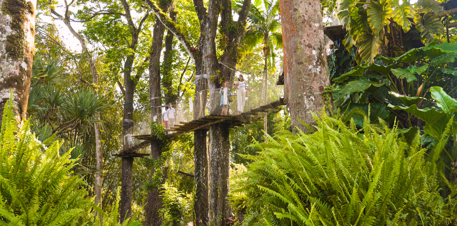 Canopée du jardin de Balata